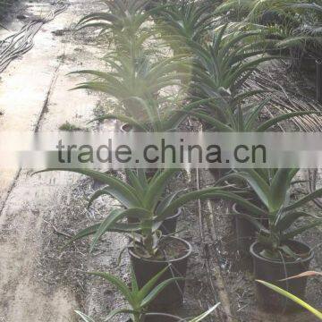 Aloe Africana "African Aloe" in 8 Liters Pot photo-2