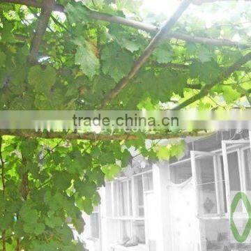 vineyard pole ,bamboo poles wholesale