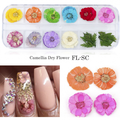 Nails With Dried Flowers Dried Flowers Nail Daisy Dry Flower photo-3