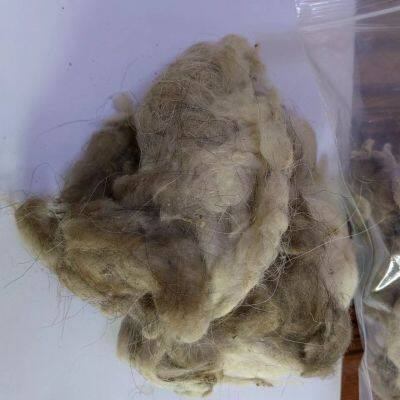 Tibetan Raw Greasy Cashmere Fibre 14.5micron with 32/34mm Prompt Shipment