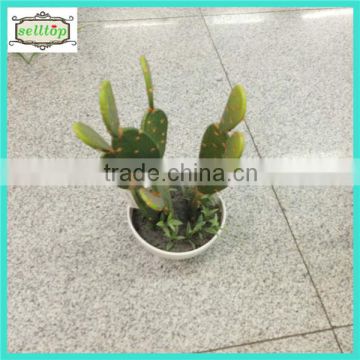 25cm high quality artificial cactus plant with ceramics pot                        
                                                Quality Choice