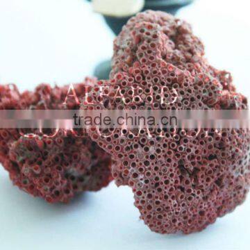 Natural Rough Bekh Marjan Sea Corals Red Selected Pieces