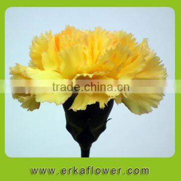 Fragrant Aroma Newest Mini Fresh Cut Carnation in China 2015 photo-6