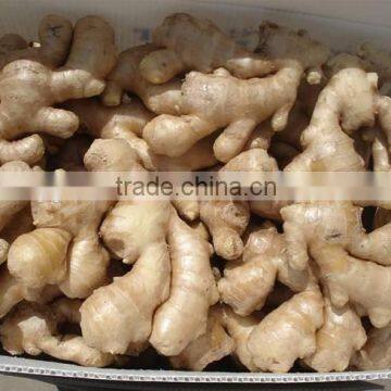 New crop buyer of ginger with competitive export price