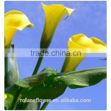 Indevidually Wrapped Export Yellow Bright Color Fresh Cut Calla Flower for Decoration photo-6