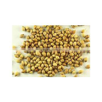 CORIANDER SEED