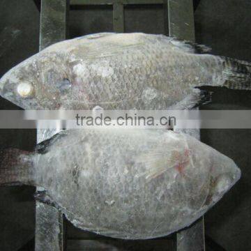 Chopa Fish /Frozen Tilapia For Angola Market