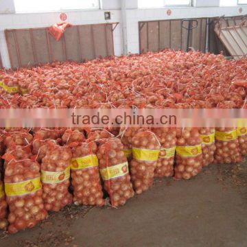 Fresh red onion with lowest price