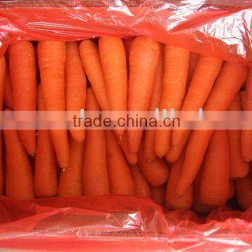 carrot