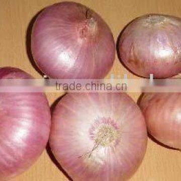 new season red onion