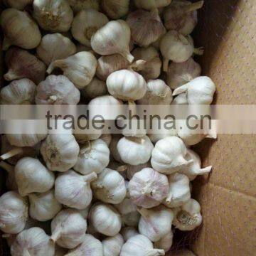 New crops fresh garlic white 4.5cm-6.0cm jingxiang shandong province