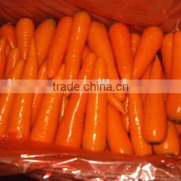 Chinese fresh carrot