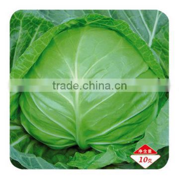 F1 Hybrid cabbage Seeds kale seeds for growing-Dong Li 40