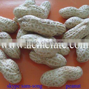 Delicious Organic Taste Peanut in Shell photo-4