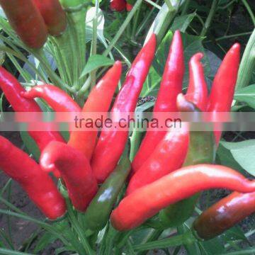 Upright Cluster Hot Pepper/Chilli Seed Uranus No.3 photo-2