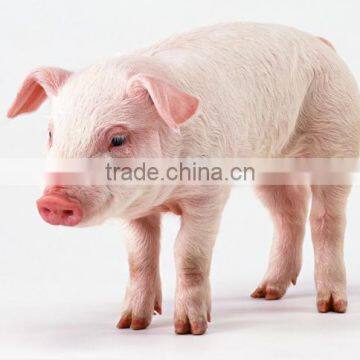 china cheap hot pig plastic slat floor