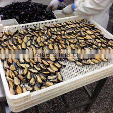 IQF Half Shell Blue Mussel photo-2