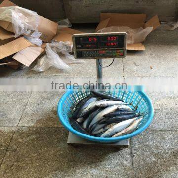 Pacific mackerels frozened pacific mackerel 200-300G for Asia importer