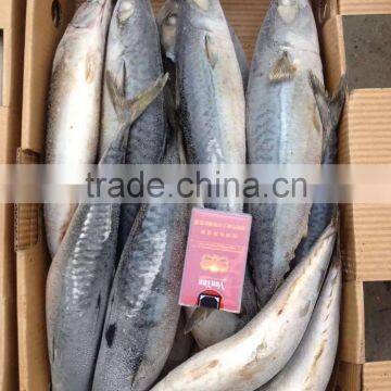 Grade A , SEAFROZEN PACIFIC MACKEREL SIZE 500+ photo-5
