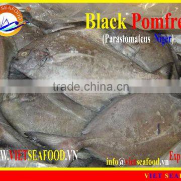 FROZEN BLACK POMFRET WHOLE ROUND