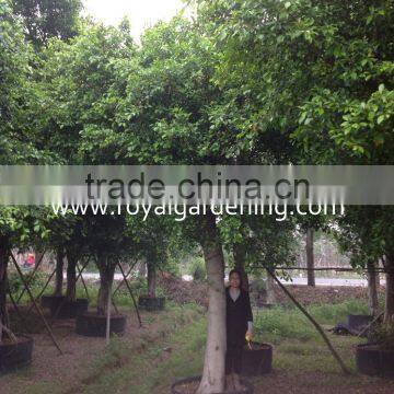 Large Ficus Nitida and Ficus Microcarpa photo-2