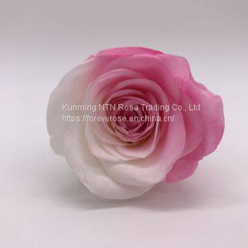 Preserved Rose Preserved Flowers Dried Flowers Birthday Valentine Party Wedding photo-4