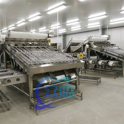 Машинка для сортировки креветок с 12 роликами  Линия по обработке креветок  Китайское оборудование для обработки морепродуктов photo-2