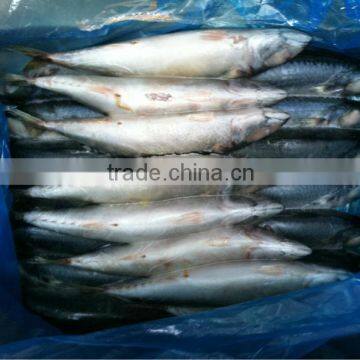 400-600g forzen mackerel fish seafish from China