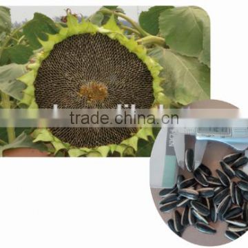 1509 high yield sunflower seeds for planting