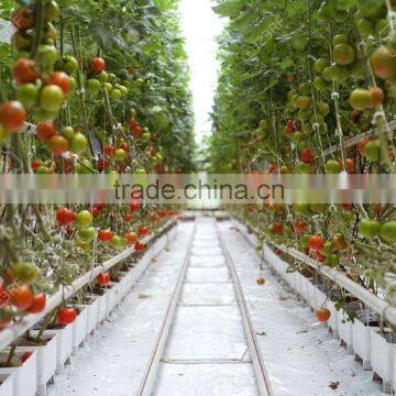 White black plastic film cover for tomato