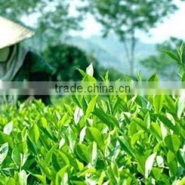 GREEN TEA_ SPECIAL PRICE 2015