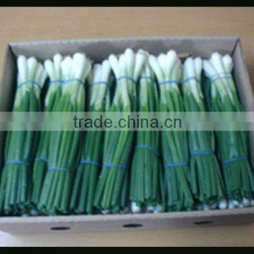 Spring Onion