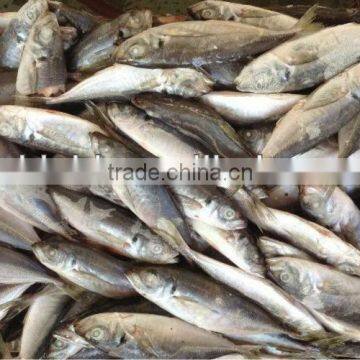 frozen horse mackerel 18-22pcs/kg for sale