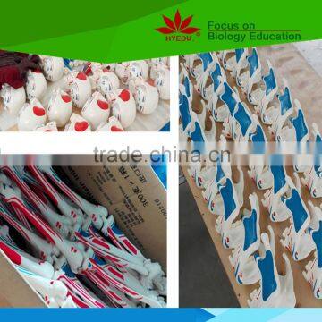 Hot Sale School Use Dog Ear Anatomy Model for Vet photo-5