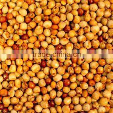 Australian Pigeon Peas