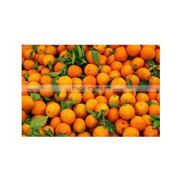 oranges