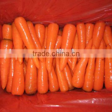 Fresh Bulk Carrot Hot for Sales