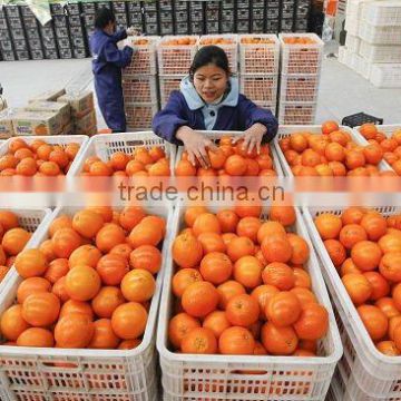 hot sale fresh gannan navel orange60-90mm