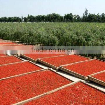 2015 New Crop Qinghai Goji Berries Wholesale Goji Berry