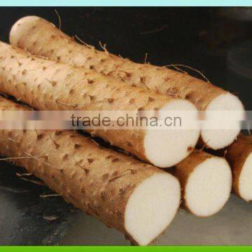 Supplier yam powder best price