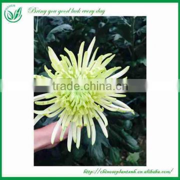 Price Chrysanthemum Cut Flower