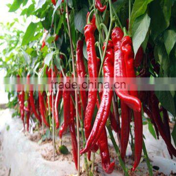 2016 New F1 hybrid popular red hot pepper seeds