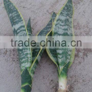 H25-35cm Indoor Plants Sansevieria Trifasciata Laurentii Bonsai photo-2