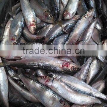 New Frozen Sardine in Fish 6-8 8-10 Pcs /kg photo-2