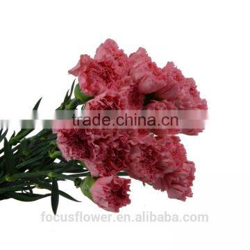Hot Fashion Single Carnations Cut Flower Price Fresh Cut Flowers From China