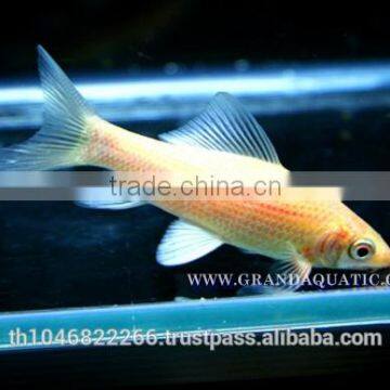 Black Shark Albino Fish Farm For Sale / Aquarium Fish Thailand photo-5
