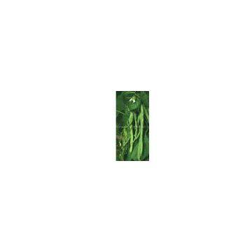 White Kidney Bean Extract/Phaseolus vulgaris/Phaseolin