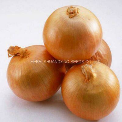 Spanish Sweet Onion Hybrid Onion Seeds for Long-day Area