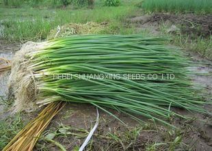 Hot sell Hybrid vegetable for Resistance Scallion Seeds Green Chinese Onion Chinese shallot seeds