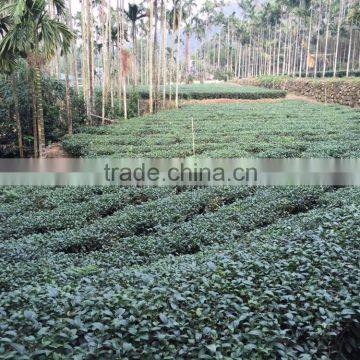 Oupusen 150 g Ah Li Shan Taiwan Organic Oolong Tea photo-3